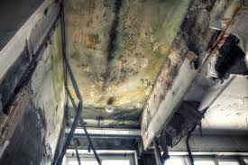 Best Real Estate Mold Inspection  in Port Arthur, TX